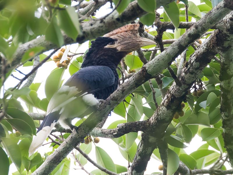 Brown-cheeked Hornbill (m)