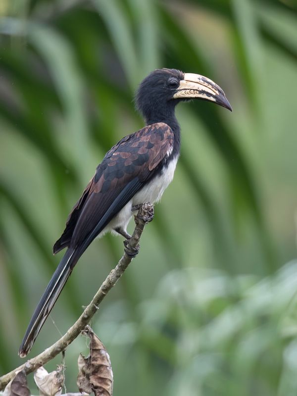 Congo Pied Hornbill