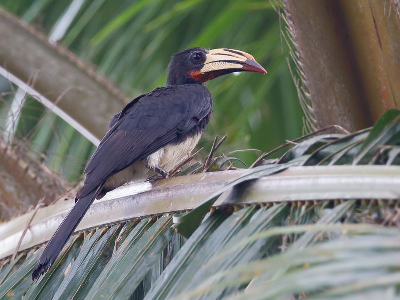 Congo Pied Hornbill