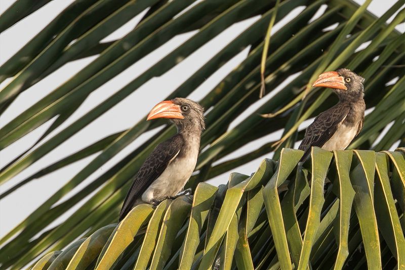 Crowned Hornbill
