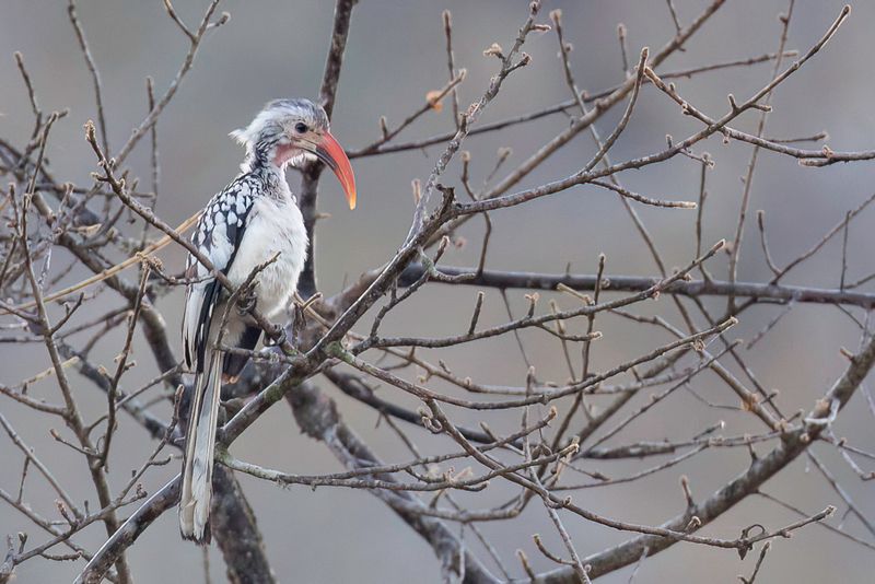Damara x Southern Red-billed Hornbill hybrid
