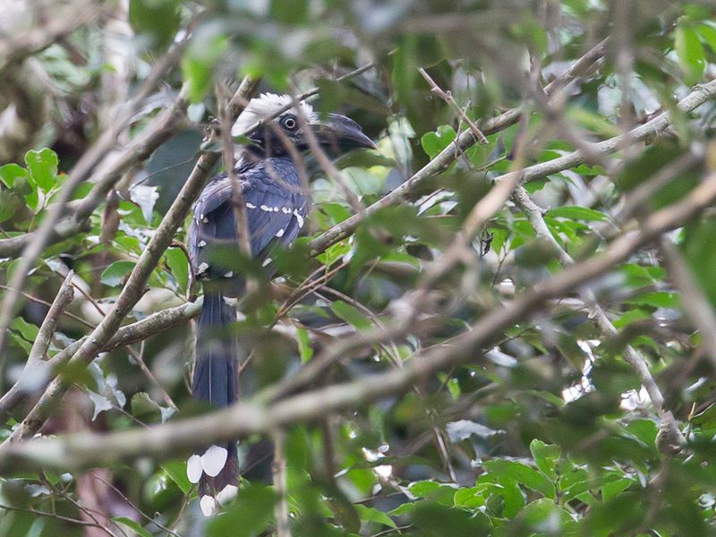 Eastern Long-tailed Hornbill
