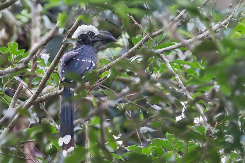 Eastern Long-tailed Hornbill