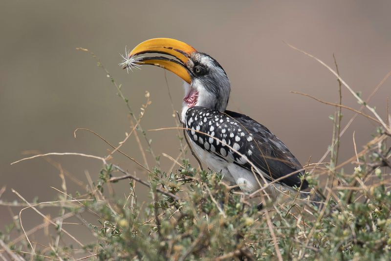Eastern Yellow-billed Hornbill