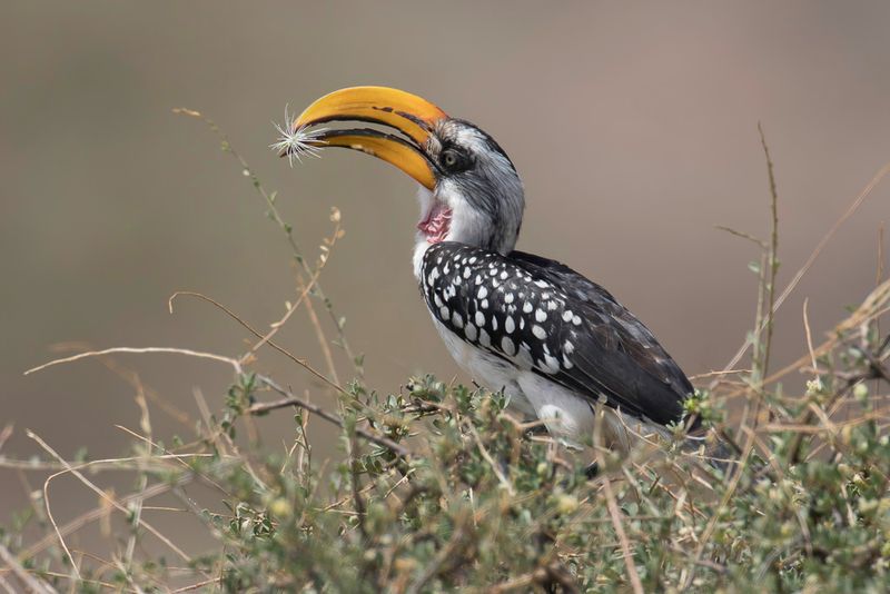 Eastern Yellow-billed Hornbill
