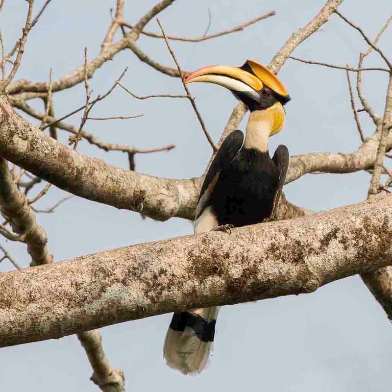 Great Hornbill