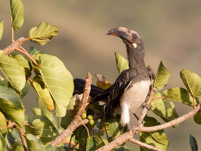 Hemprich's Hornbill (f)