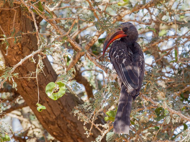 Hemprich's Hornbill (m)