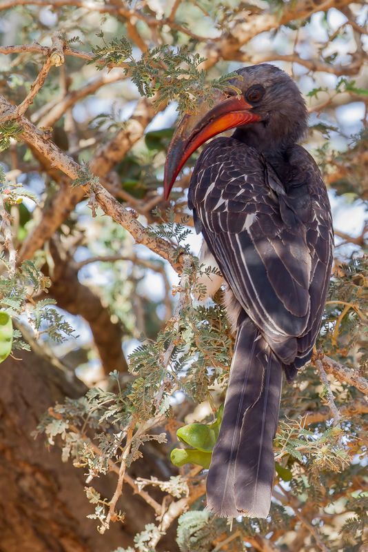 Hemprich's Hornbill (m)