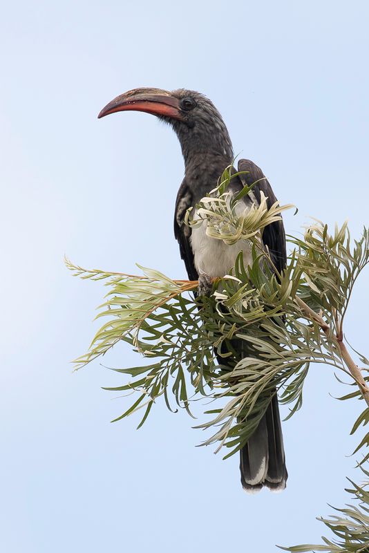 Hemprich's Hornbill (m)