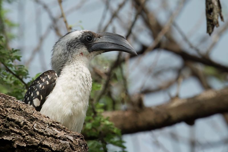 Jackson's Hornbill (f)