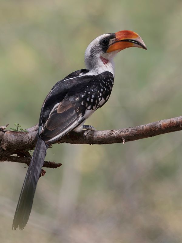 Jackson's Hornbill (m)