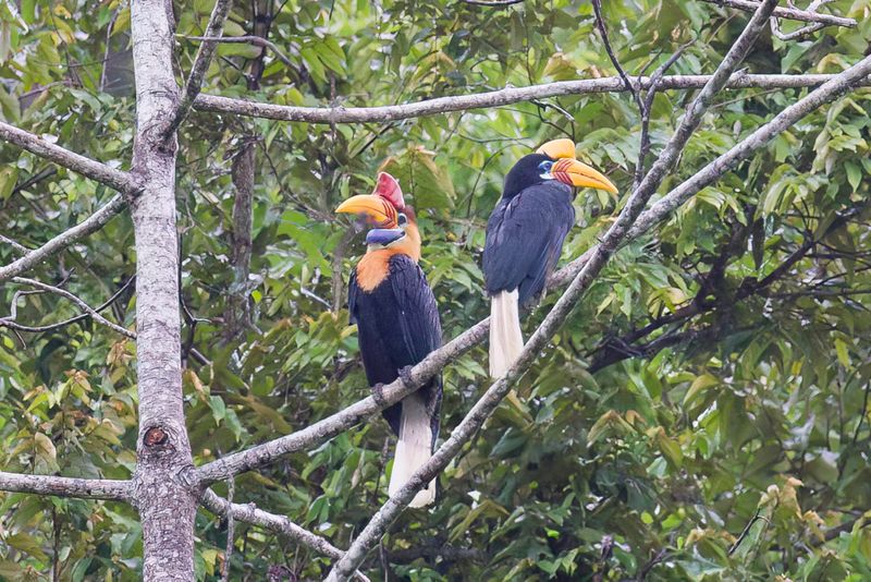 Knobbed Hornbill (m+f)