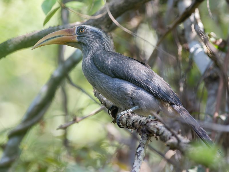Malabar Grey Hornbill
