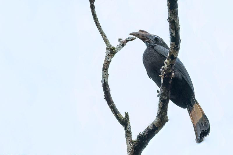 Mindanao Hornbill (f)