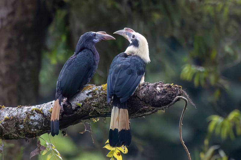 Mindanao Hornbill (m+f)
