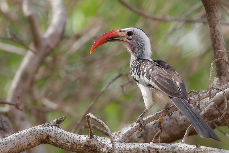 Northern Red-billed Hornbill