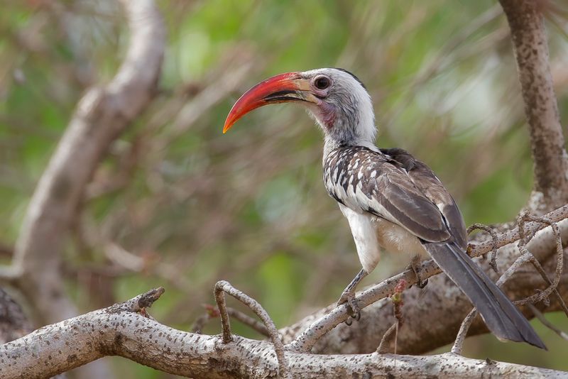 Northern Red-billed Hornbill