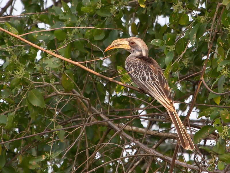 Pale-billed Hornbill