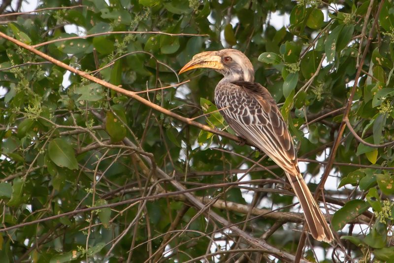 Pale-billed Hornbill