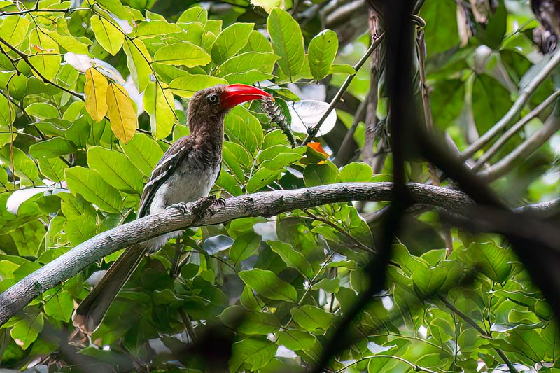 Red-billed Dwarf Hornbill