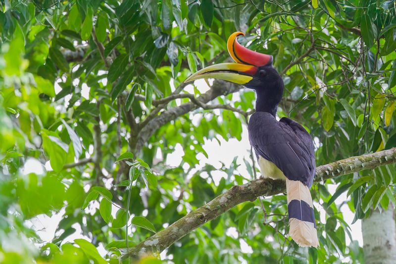 Rhinoceros Hornbill