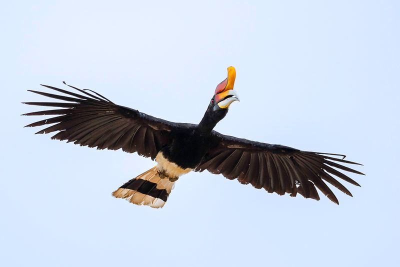 Rhinoceros Hornbill