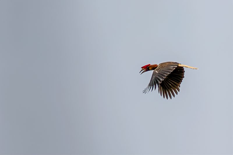 Rufous Hornbill