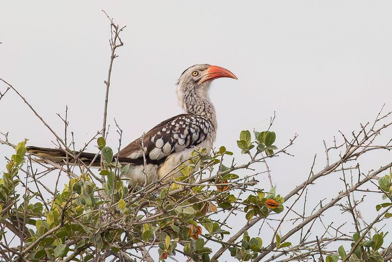 Southern Red-billed Hornbill