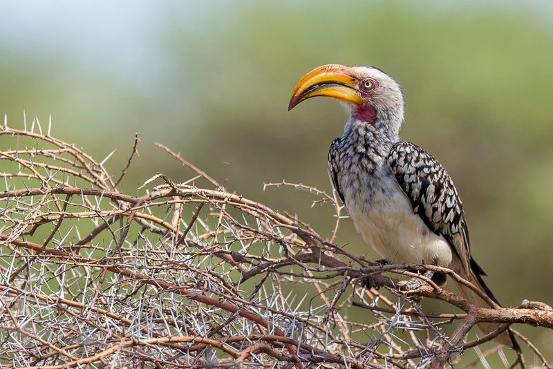 Southern Yellow-billed Hornbill