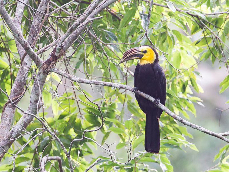 Sulawesi Hornbill (m)