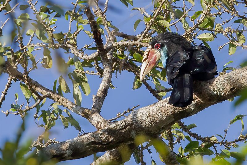 Sumba Hornbill (f)