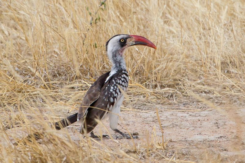 Tanzanian Red-billed Hornbill