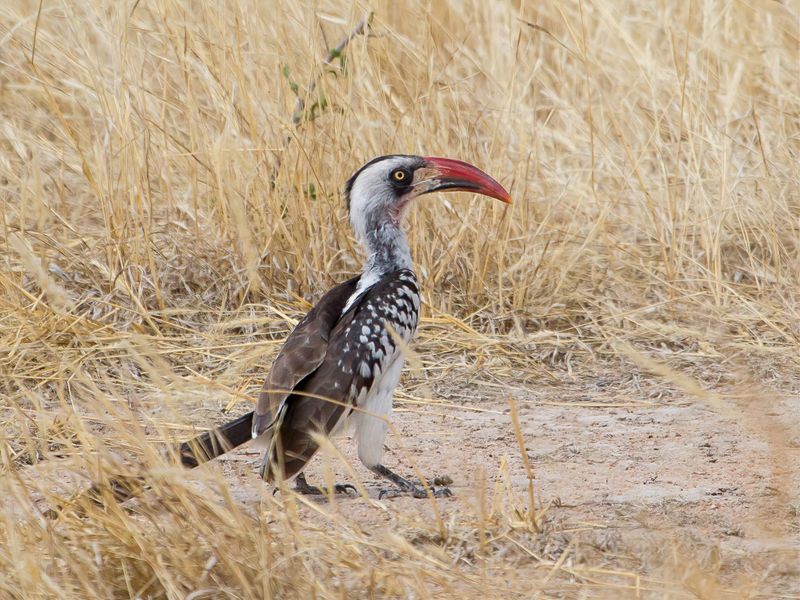 Tanzanian Red-billed Hornbill