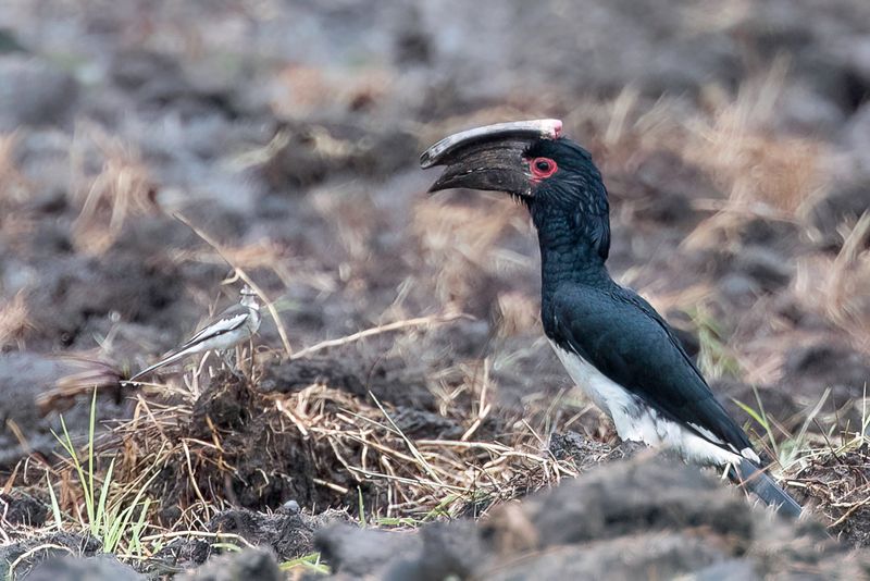 Trumpeter Hornbill