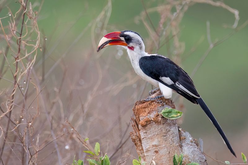 Von der Decken's Hornbill (m)