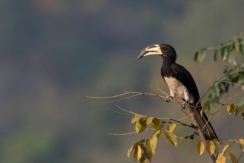 West African Pied Hornbill