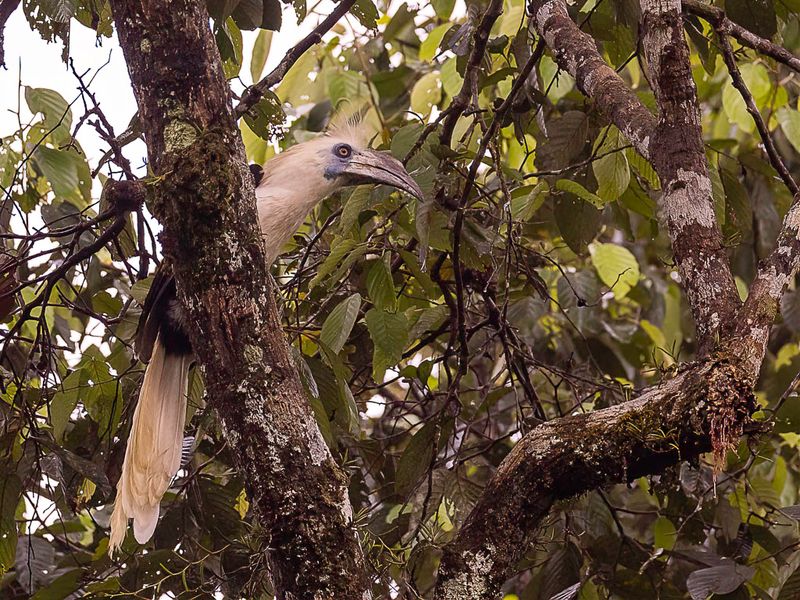 White-crowned Hornbill