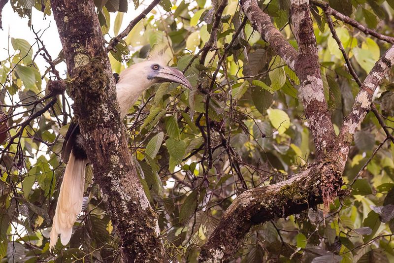 White-crowned Hornbill