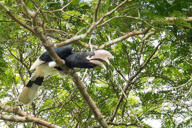 White-thighed Hornbill
