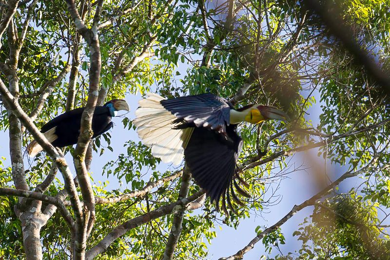Wreathed Hornbill (m+f)