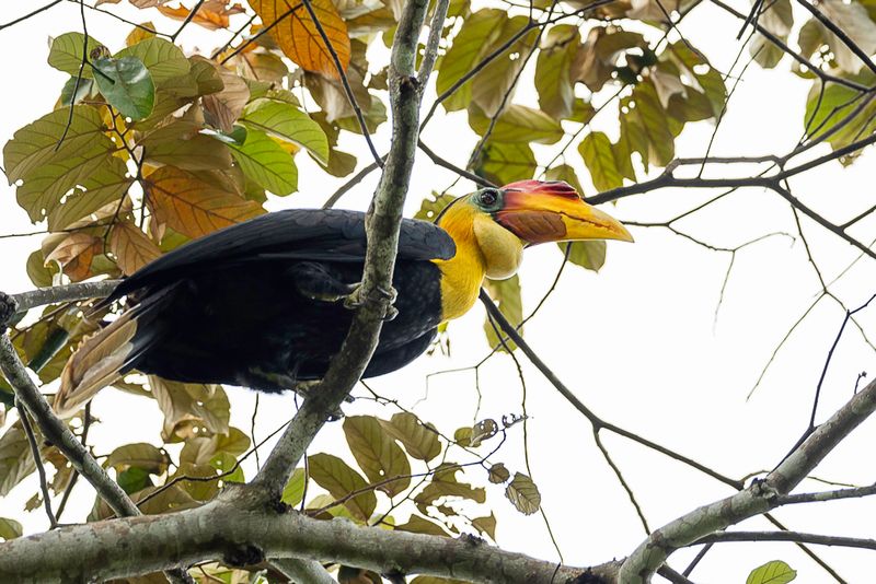 Wrinkled Hornbill (m)