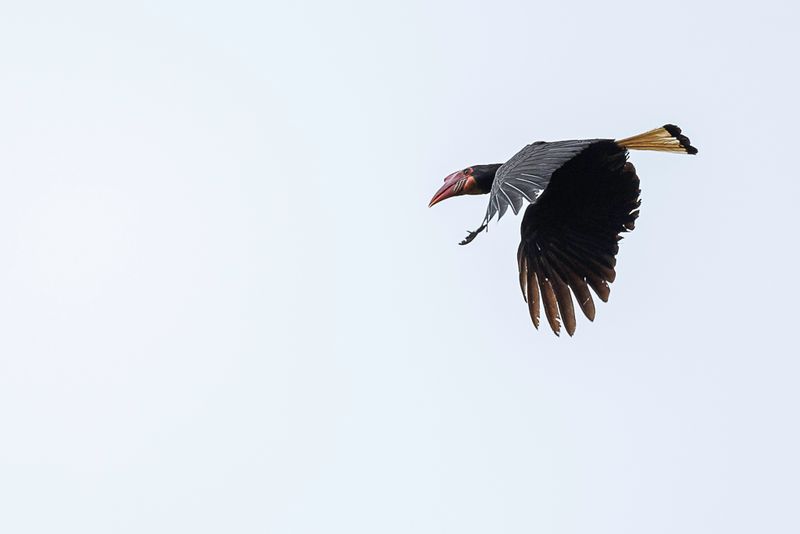 Writhed Hornbill (f)