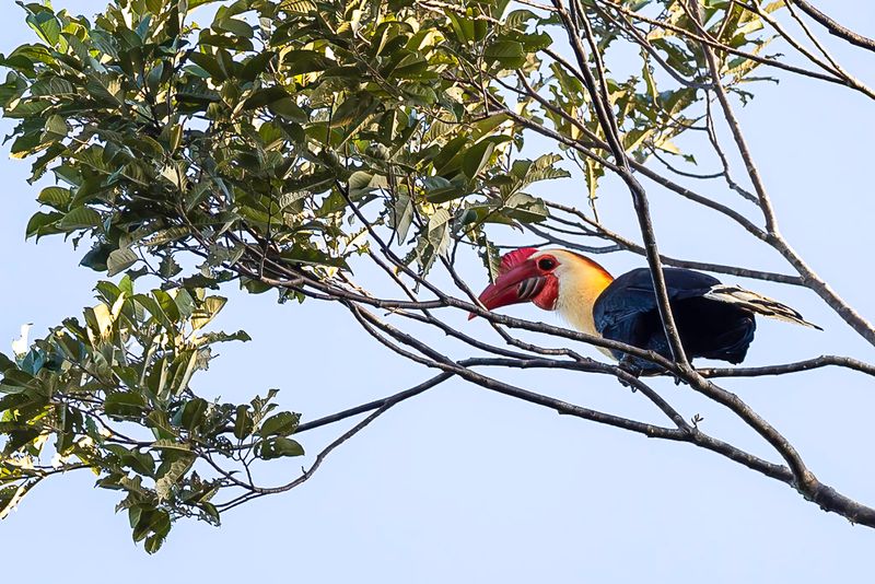 Writhed Hornbill (m)