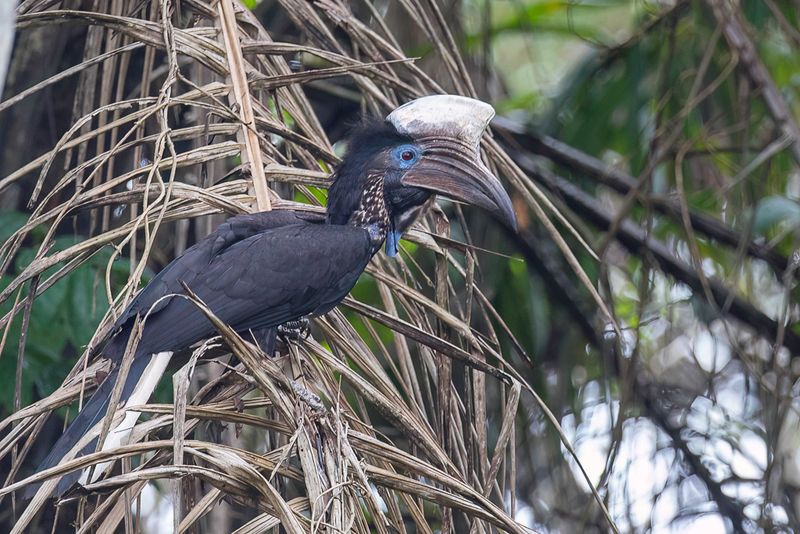 Yellow-casqued Hornbill (m)