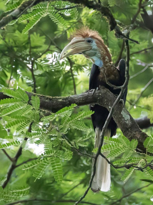 Yellow-casqued Hornbill (f)