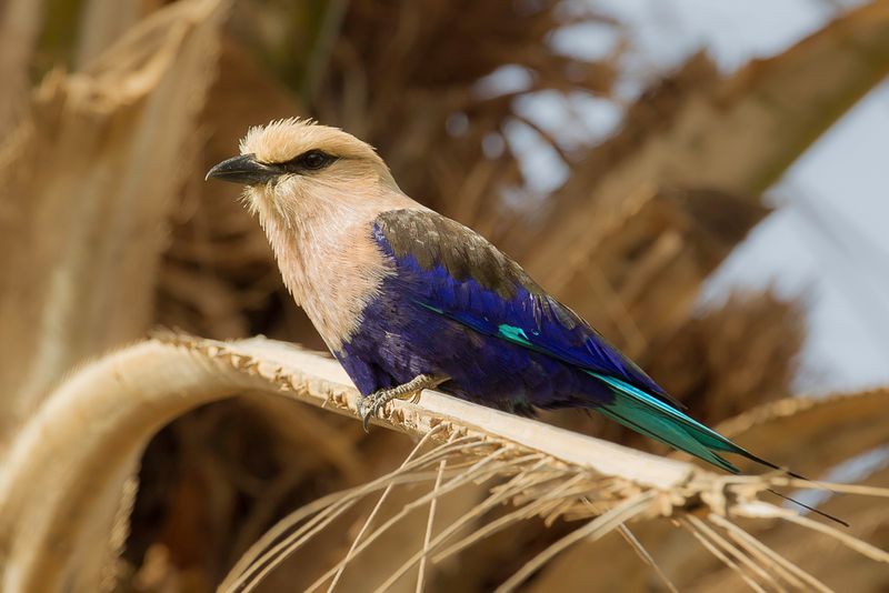 Blue-bellied Roller