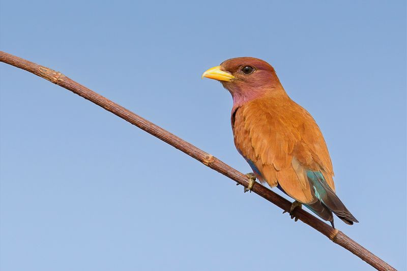 Broad-billed Roller