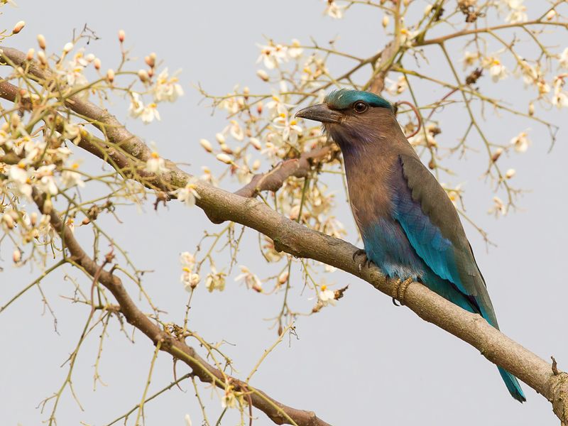 Indochinese Roller