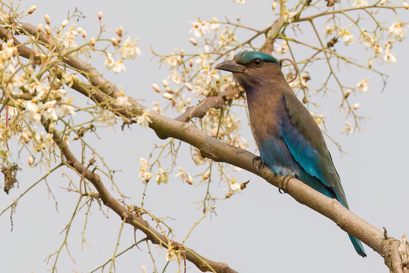 Indochinese Roller